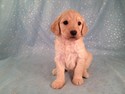 Female Goldendoodle Puppy for sale #17|Goldendoodle Breeders Who sell Goldendoodles for Less than Most Goldendoodle Breeders in Washington DC do.